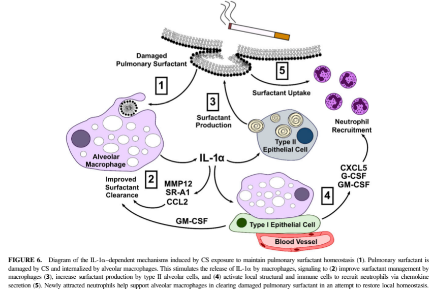 Schematic of IL-1α signaling among alveolar macrophages, epithelial cells, and neutrophils maintaining surfactant after cigarette smoke exposure.