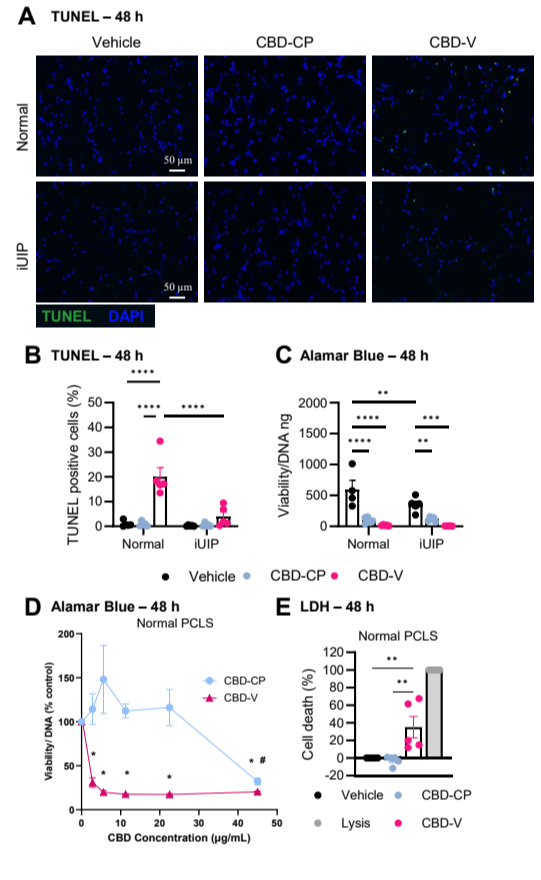 TUNEL microscopy and viability assays comparing cannabidiol formulations in normal and fibrotic precision-cut lung slices.