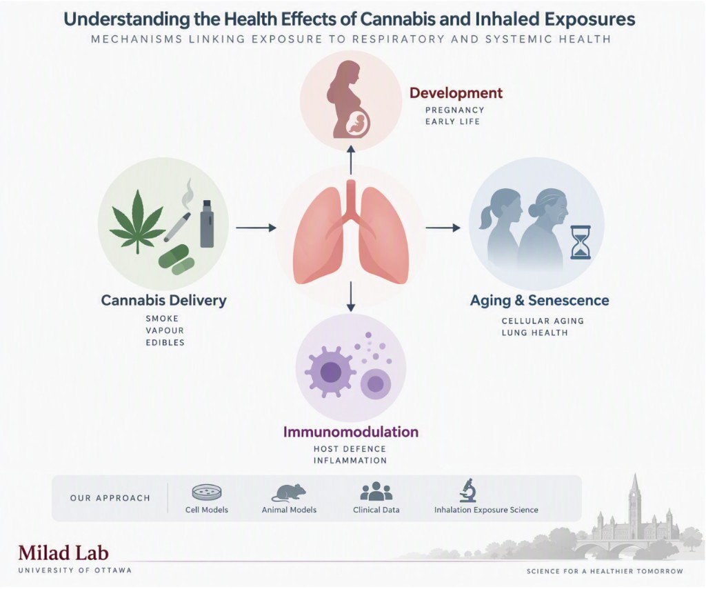 Schematic of mechanisms linking cannabis and inhaled exposures to respiratory and systemic health: cannabis delivery by smoke, vapour, and edibles connects through the lung to development in pregnancy and early life, aging and senescence, and immunomodulation of host defence and inflammation. The lab studies these with cell models, animal models, clinical data, and inhalation exposure science.